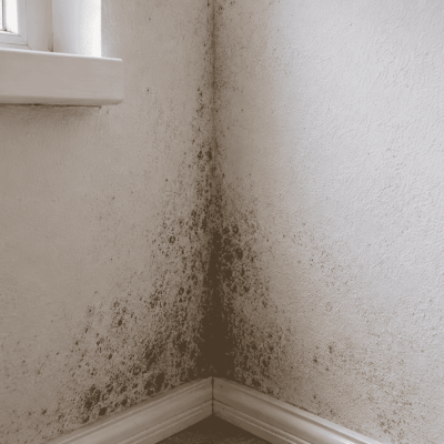 Mold Inspection